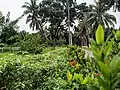 Pabna Polytechnic Institute, Pabna Campus Walking Road Flowers