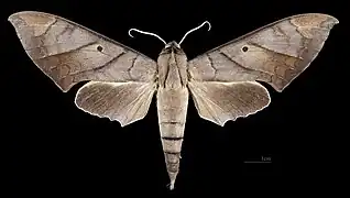 Male dorsal view