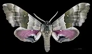 Male, dorsal view