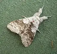 Imago (showing hairy legs)
