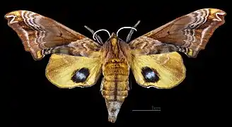 Paonias myops  ♀