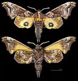 Paonias myops