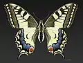 Swallowtail Papilio machaon