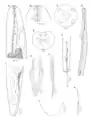 Philometra rara (Nematoda, Philometridae)