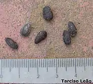 Seeds.