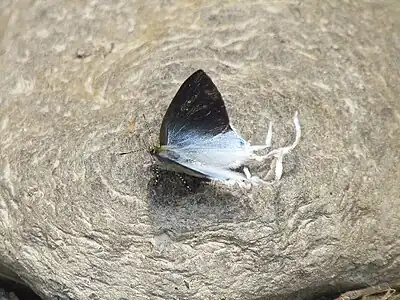 Dorsal view