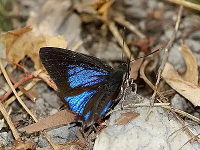 Dorsal view (male)