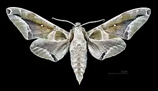 Male