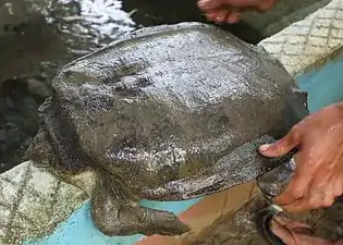 Dorsal view