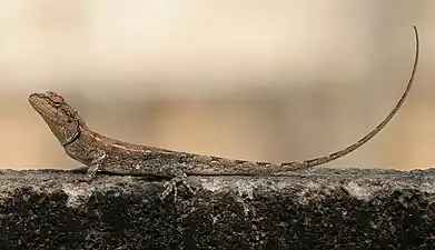 Lateral view