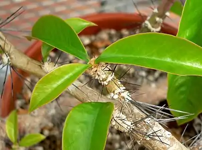 Short shoot of R.&nbsp;grandiflorus (stage D)