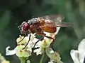 Female.Netherlands