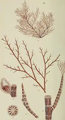 Illustration of "Polysiphonia simulans".  Fig. 1. natural size.  2. A small branch.  3. Ceramidium.  4. Ramulus with imbedded tetraspores.  5. Joints from the stem, and young ramulus with apical fibres.  6. Transverse section of the stem : — all magnified.