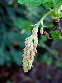 Spring buds on R.&nbsp;sanguineum var. glutinosum