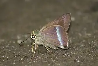 Plain banded awl (Hasora vitta)