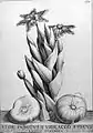 Flos indicus e violaceo fuscus radice tuberosa from Flora, seu de florum cultura (1646)
