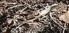 Plateau spotted whiptail (Aspidoscelis scalaris), Brewster County, Texas