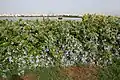 Seaside shrub in Hyderabad