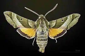 Male