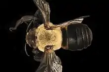 P. bombiformis male