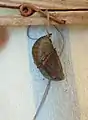 Pupa ready for hatching