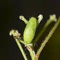 Pupa