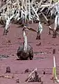Purple heron
