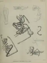 Pycnogonida (sea spiders) dredged by HMS Triton in the Faroe Channel in 1882<ref>Hoek, Paulus Peronius Cato (1883). "The Pycnogonida dredged in the Faroe Channel during the Cruise of HMS "Triton" (in August 1882)". Transactions of the Royal Society of Edinburgh. 32: 1–10. doi:10.1017/S0080456800026624. S2CID&nbsp;130348962.
