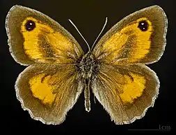 Male