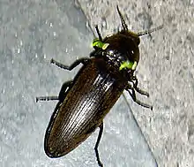Elateridae: Male headlight click beetle (Pyrophorus noctilucus) from Jamaica