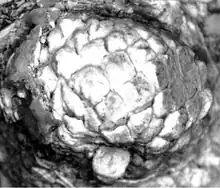 Quercus hiholensis acorn, Langhian age (Middle Miocene), Washington State, USA