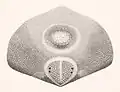 Posterior surface