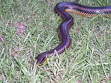 F. erytrogramma in southern Georgia, showing dorsal coloration