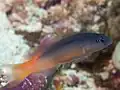 Raja dottyback weakly striped in Raja Ampat, 2020