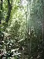 Rapanea species are common in Southern Afrotemperate Forest