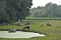Free roaming pigs in Barchem