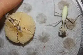 Adult female, recently gone through ecdysis