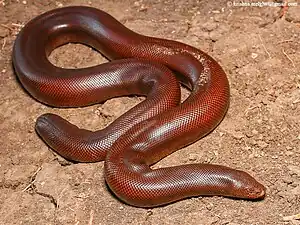 Dorsal view