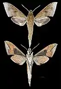 Rhagastis acuta