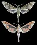 Rhagastis confusa