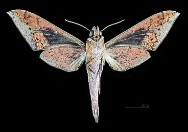 Ventral view