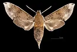 ♀