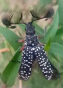 Rhicpicera femorata