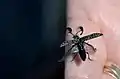 Rhipicera carinata