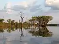 Trees in the Urubu River