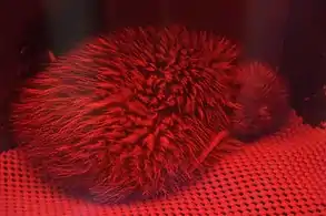 Chick in brood box