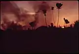 Spindly plants form the foreground, with the background depicting a smoke-filled, sunset-lit sky