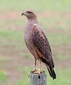 Savanna hawk (Buteogallus meridionalis)
