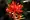 Castilleja coccinea, scarlet Indian paintbrush, Moonlight Bay vicinity