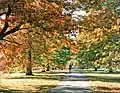 Avenue of scarlet oaks